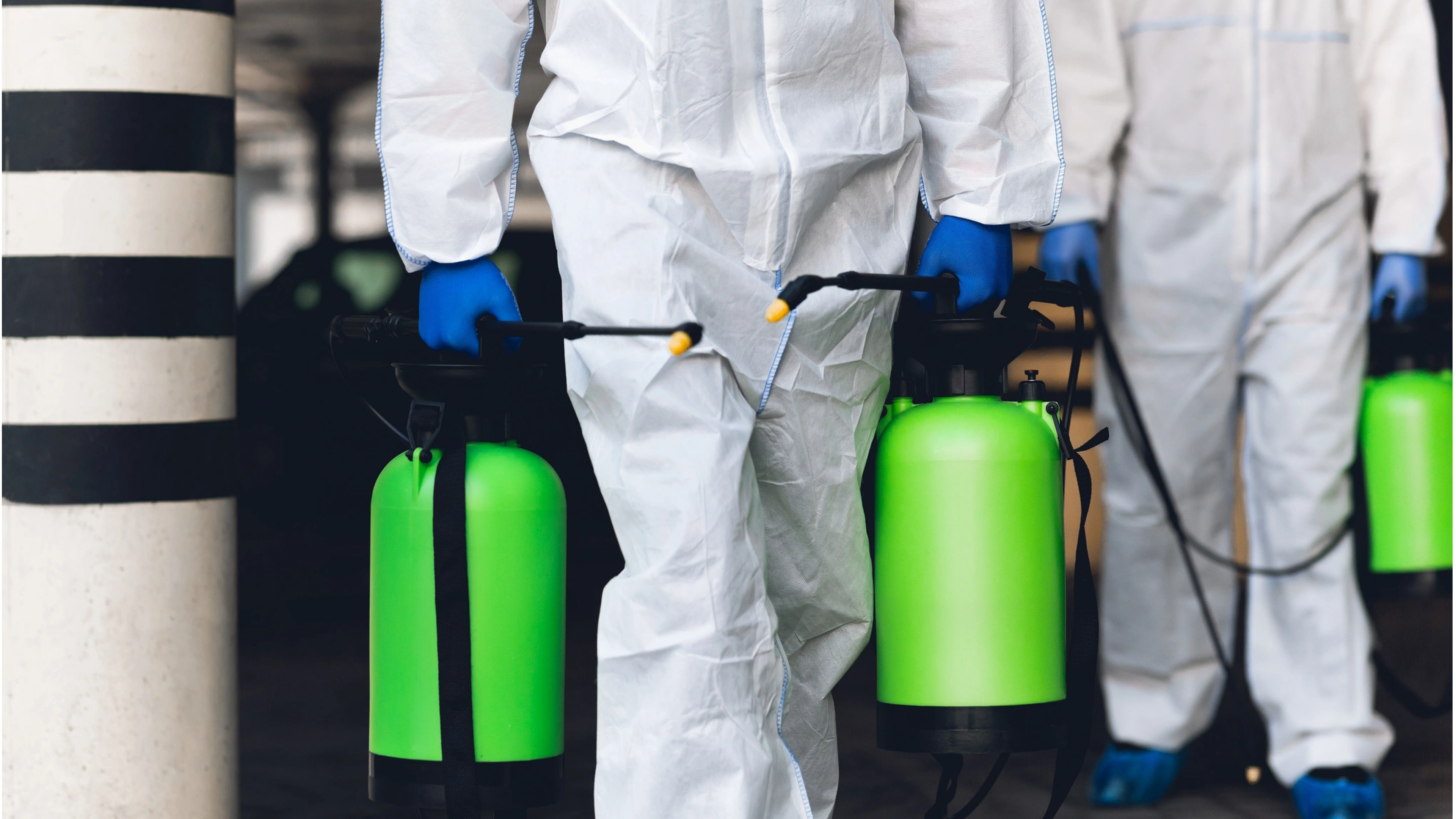 Mold Removal
